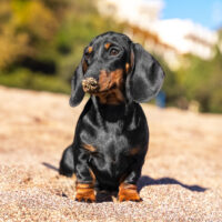 dachshund dog standing in the sand