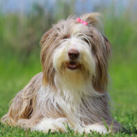 a beautiful bearded collie lies on the grass