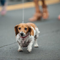 a beautiful mixed dachshund walks down the street