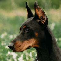 doberman in nature