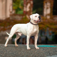 White american Bully standing