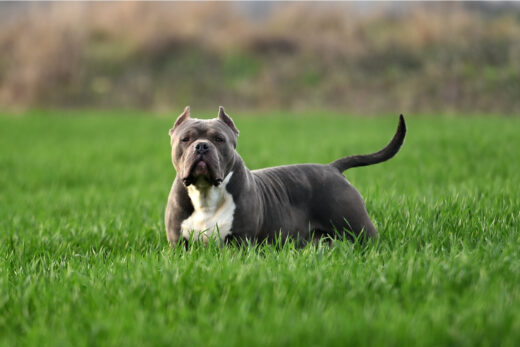 5 American Bully Mixes: Rare Breeds You’ve Got To Love