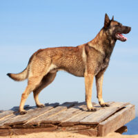 belgian malinois standing