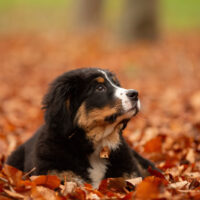 bernese mountain dog puppy in leaves