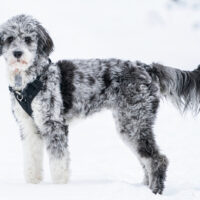 blue merle labradoodle in snow