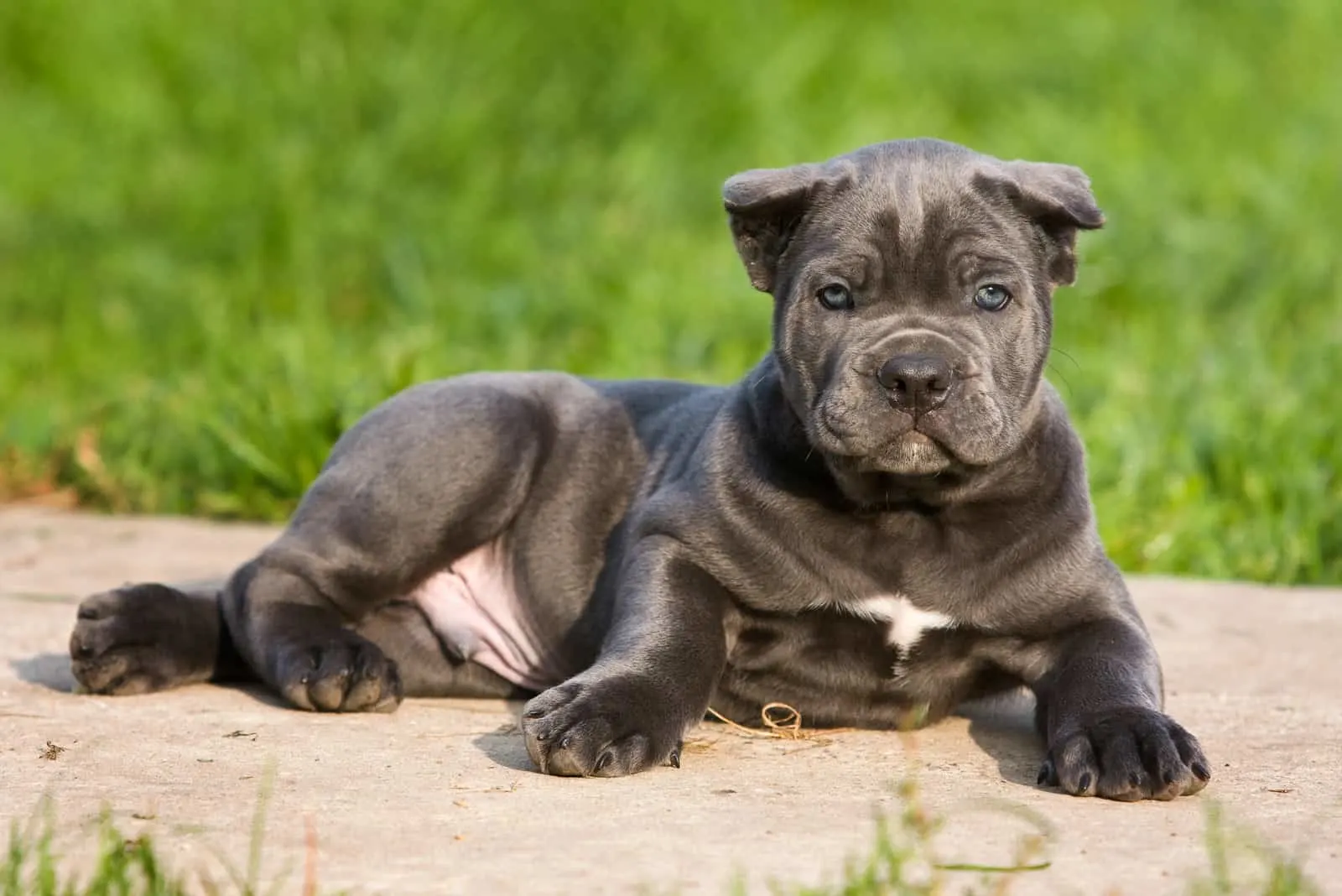 why do people cut cane corsos ears