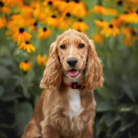 Cocker Spaniel with field of sunflowers behind him