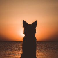 dog looking into sunset