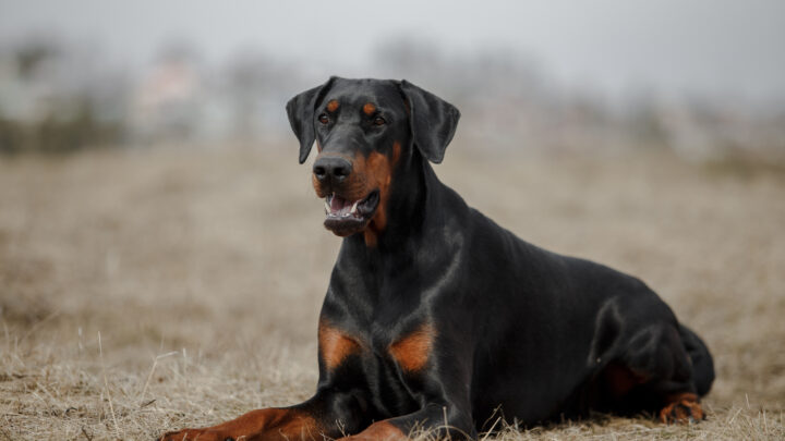 how much does a full grown doberman weight