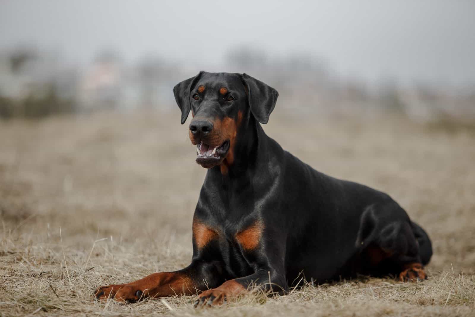 Doberman Growth Chart Growing Up Healthy