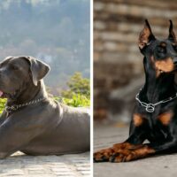 Doberman and Great Dane