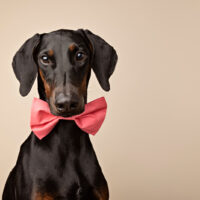 doberman with uncropped ears wearing a bow