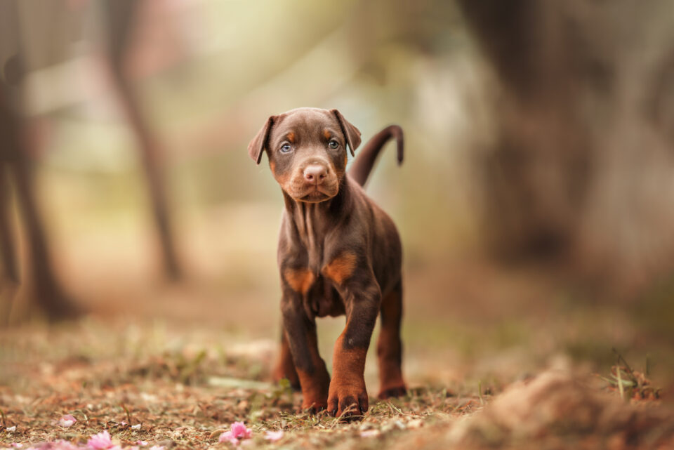 Doberman Growth Chart: Growing Up Healthy