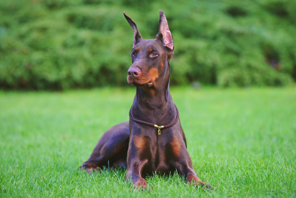 Doberman Growth Chart: Growing Up Healthy