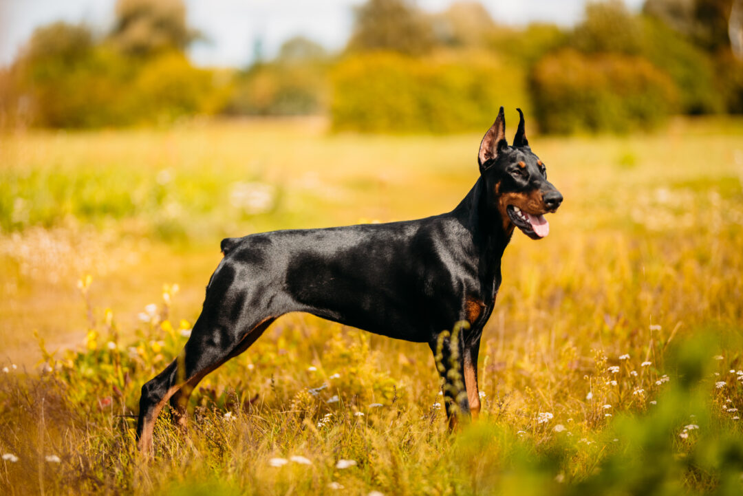 Doberman Growth Chart: Growing Up Healthy