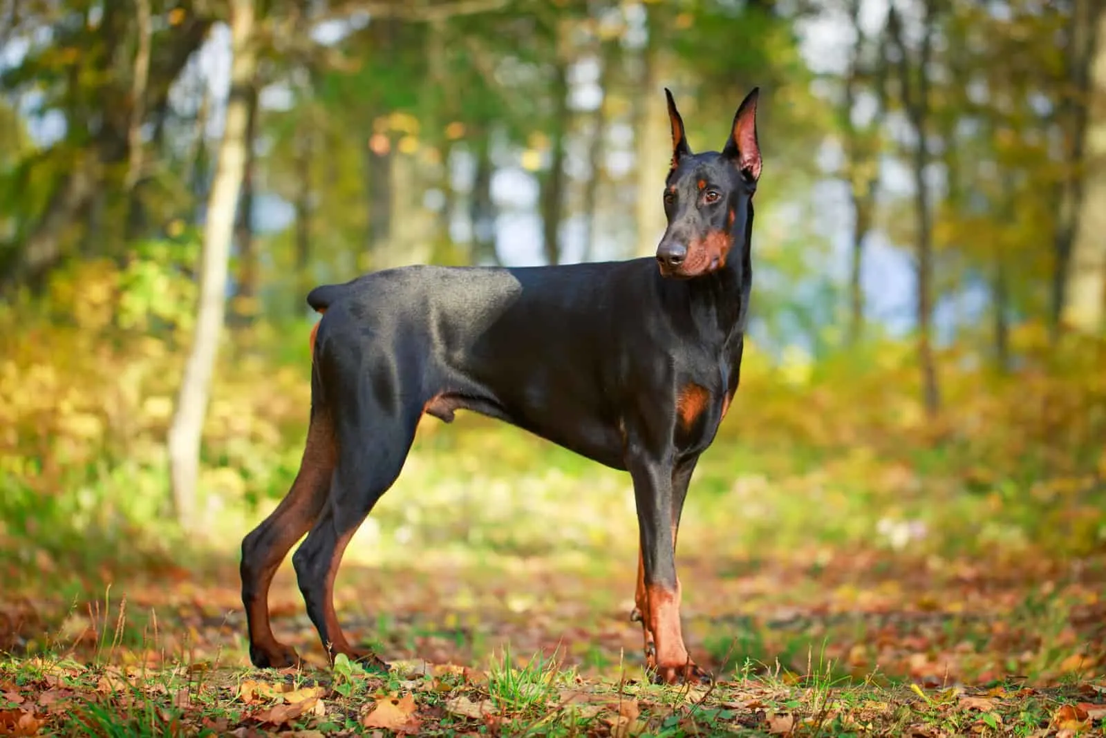 what size crate does a doberman need