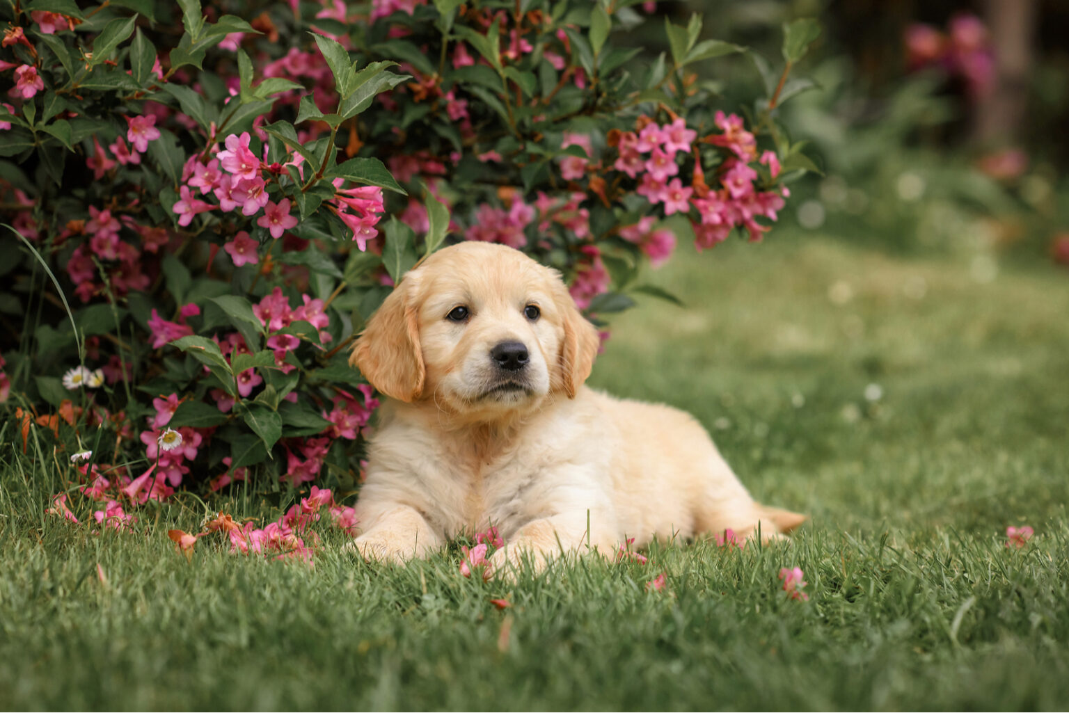 Top 7 Best Field Golden Retriever Breeders In The U.S.