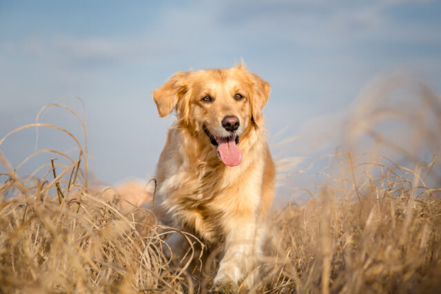 Top 7 Best Field Golden Retriever Breeders In The U.S.