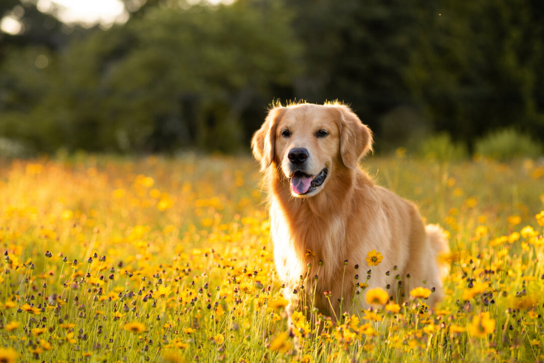 Top 7 Best Field Golden Retriever Breeders In The U.S.