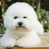 bichon frise