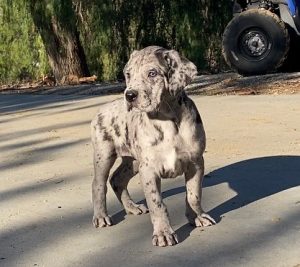 40 Incredible Great Dane Mixes That Will Leave You In Awe