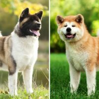 japanese vs american akita inu