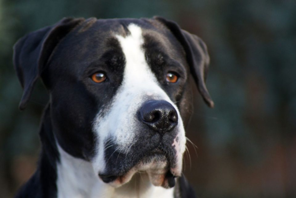 40 Incredible Great Dane Mixes That Will Leave You In Awe