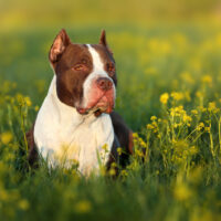 pitbull in grass