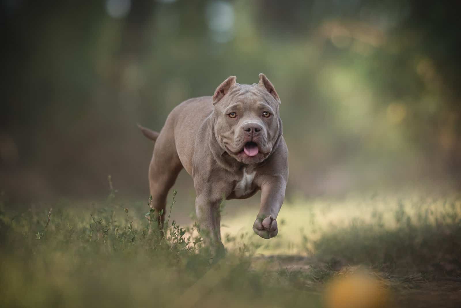 american bully how to breed