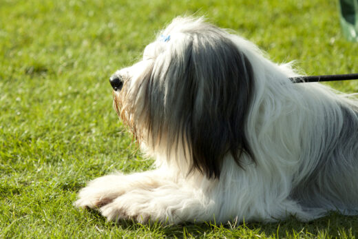 14 Shaggy Dog Breeds Hiding Behind Those Curtains