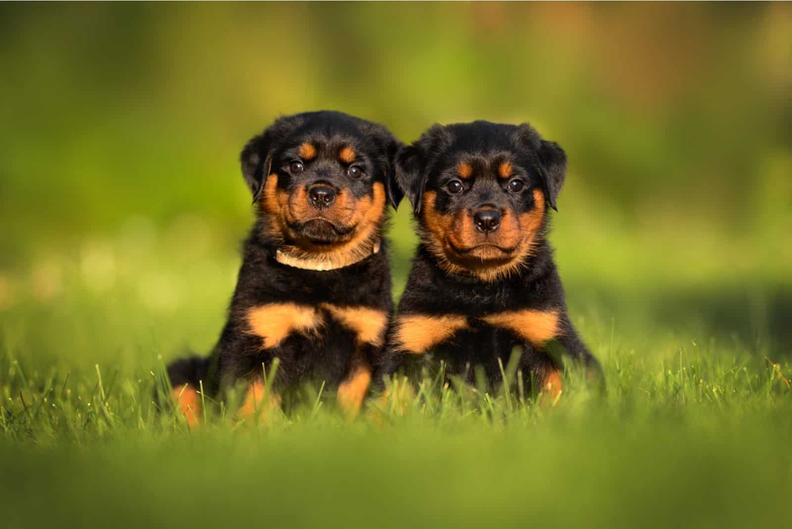 why do they cut off rottweilers tails