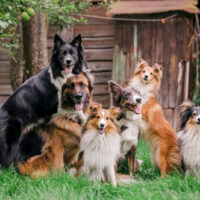 portrait of different breeds of dogs