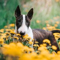 bull terrier surrounded by flowers