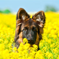 german shepherd sitting in flowers