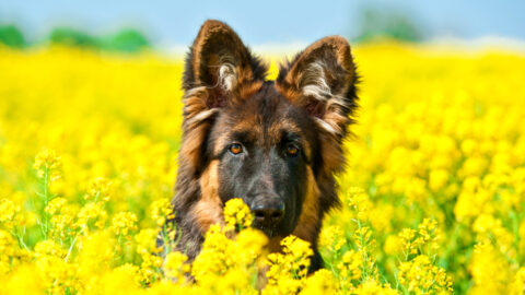 The 5 Best German Shepherd Breeders In The UK