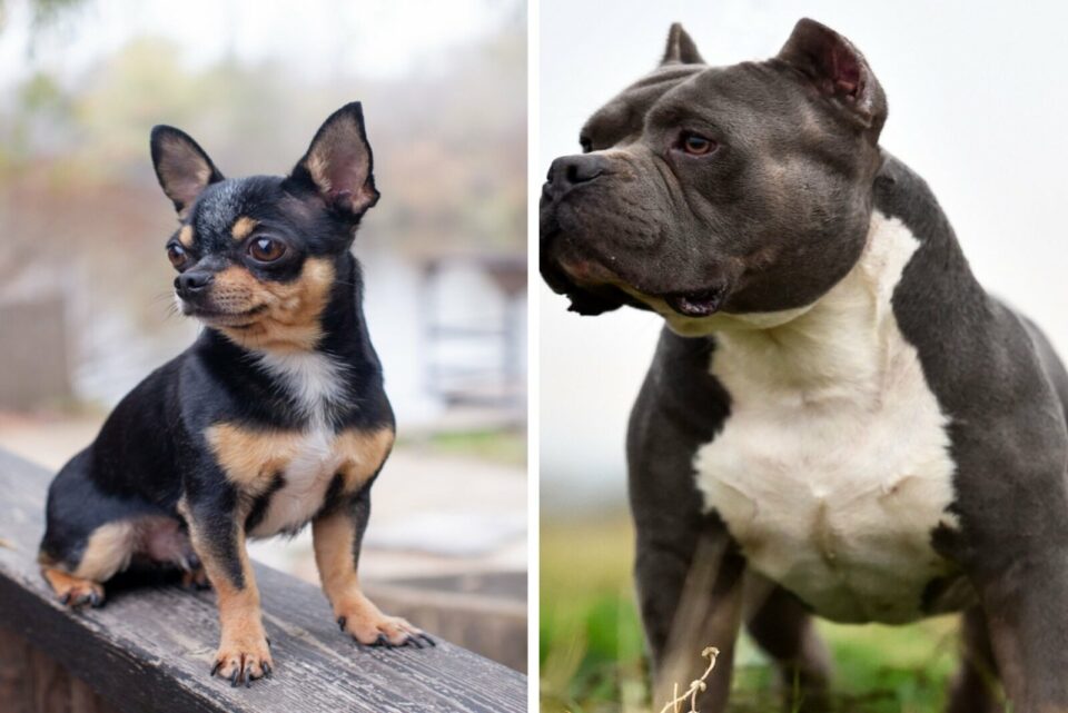 5 American Bully Mixes: Rare Breeds You’ve Got To Love