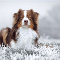 red tri australian shepherd