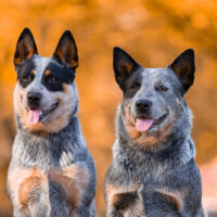 two blue heeler dogs