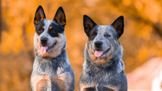 The Top 10 Best Blue Heeler Breeders In The U.S.