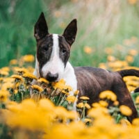 a beautiful English Bull Terrier stands in a field of flowers