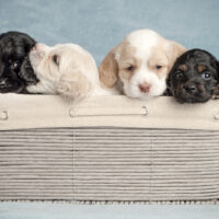 four puppies in a wicker basket