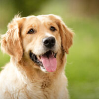 beautiful golden retriever dog