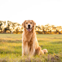 beautiful golden retriever sitting on grass