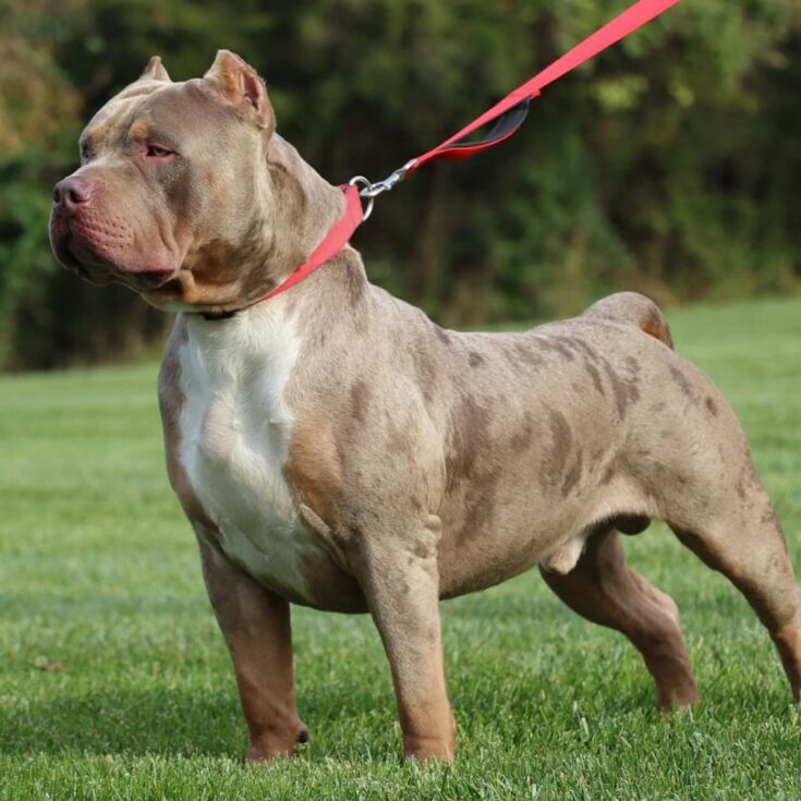 Mixed American Bully