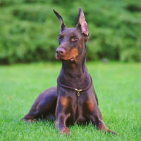 Doberman with cropped ears sitting on grass