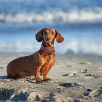 dachshund dog on the bach