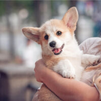 woman holding a cute corgi puppy