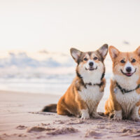 two corgis at the beach