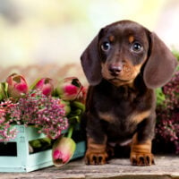 a beautiful dachshund stands on a wooden base