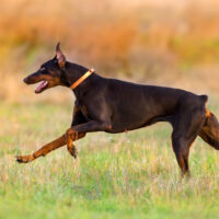 warlock doberman running